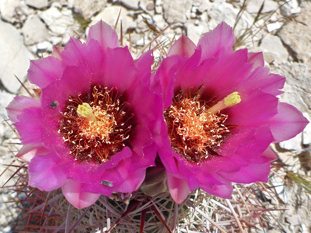 Pair of flowers