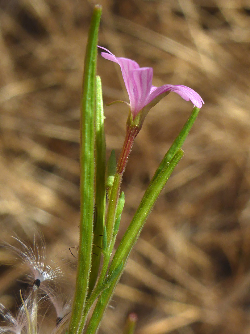 Slender stems