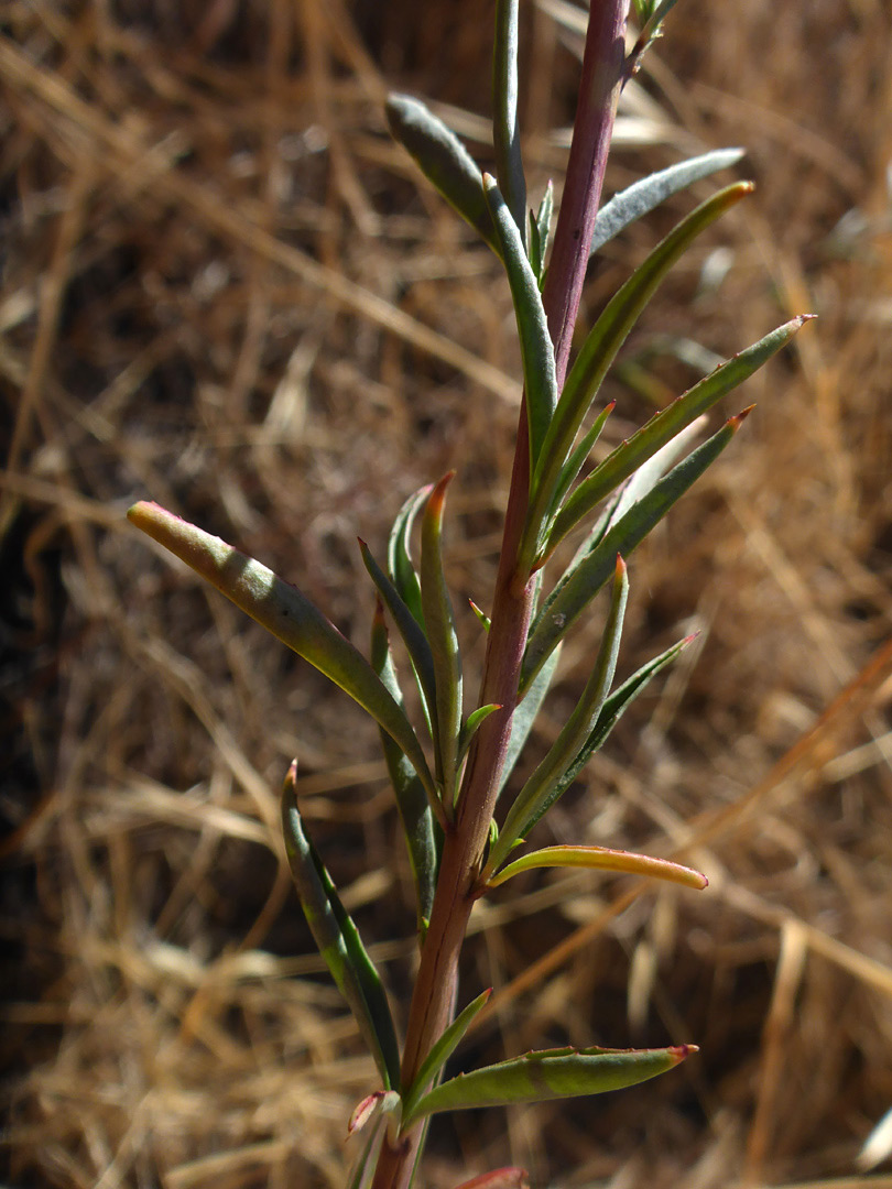 Cauline leaves