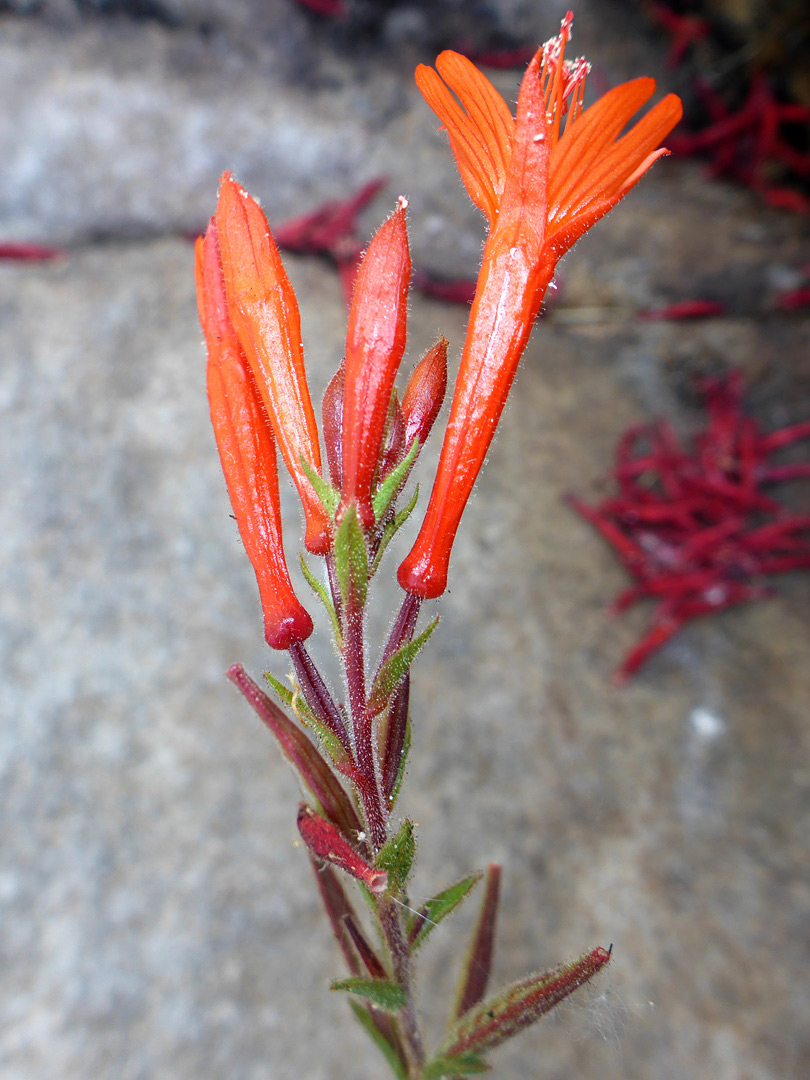 Inflorescence