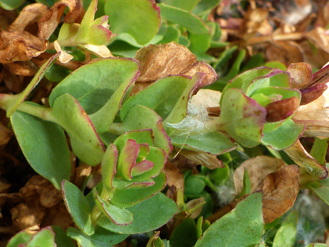 Fleshy leaves