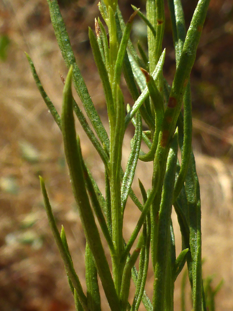 Linear leaves