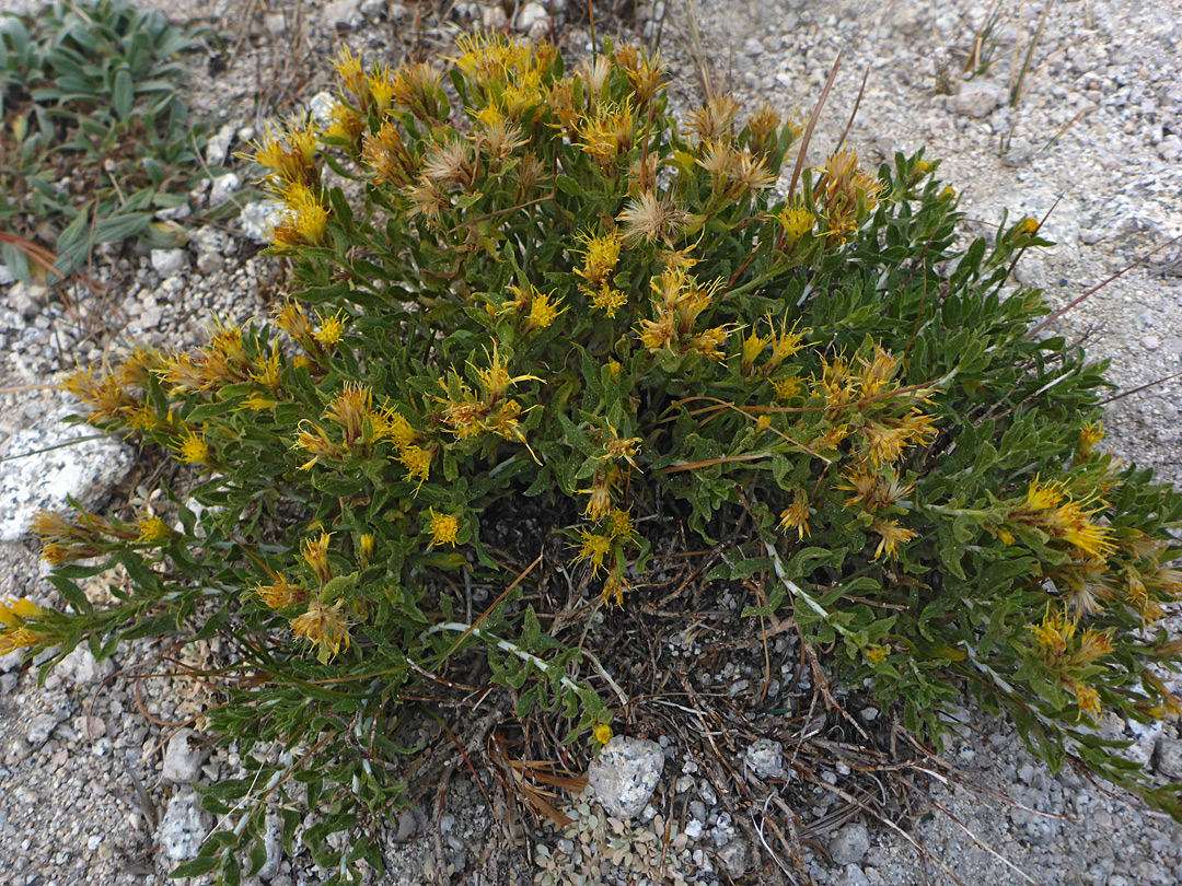 Plant in situ