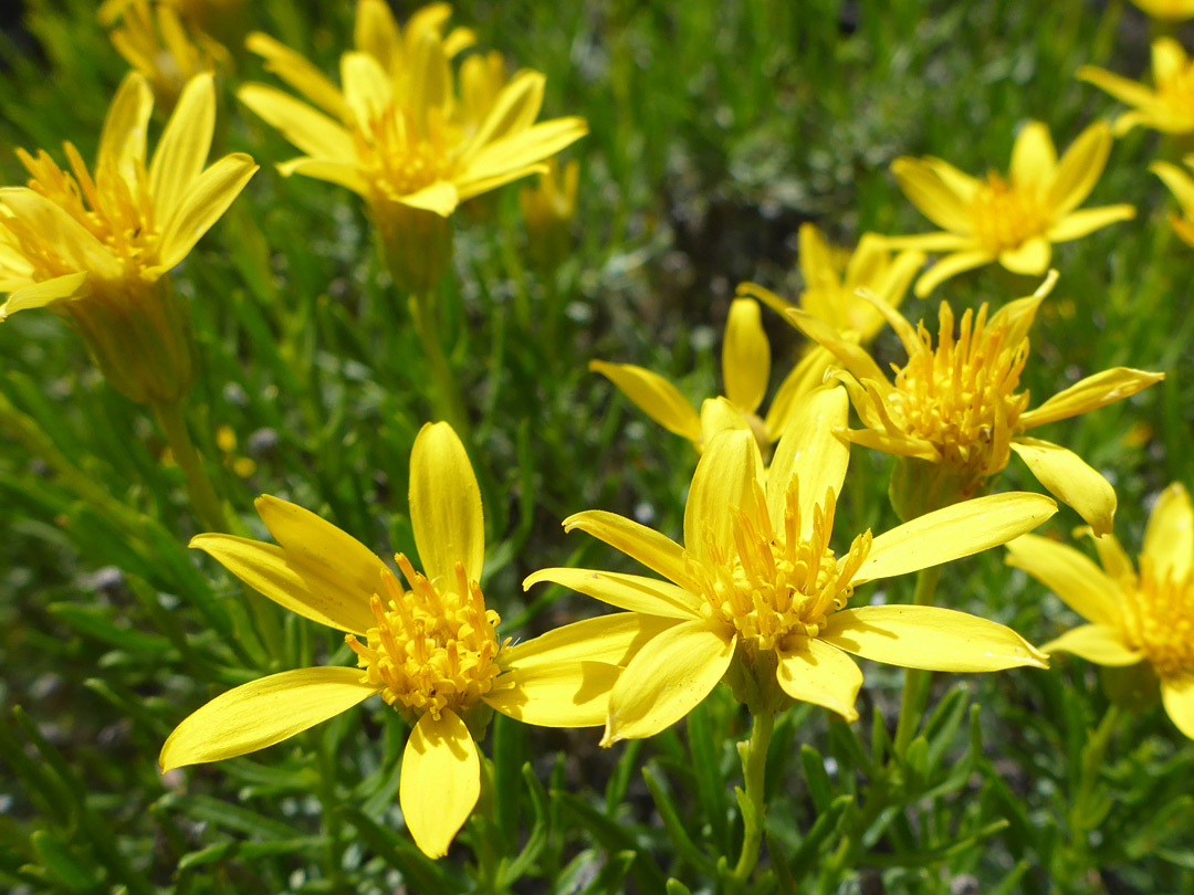 Yellow flowerheads