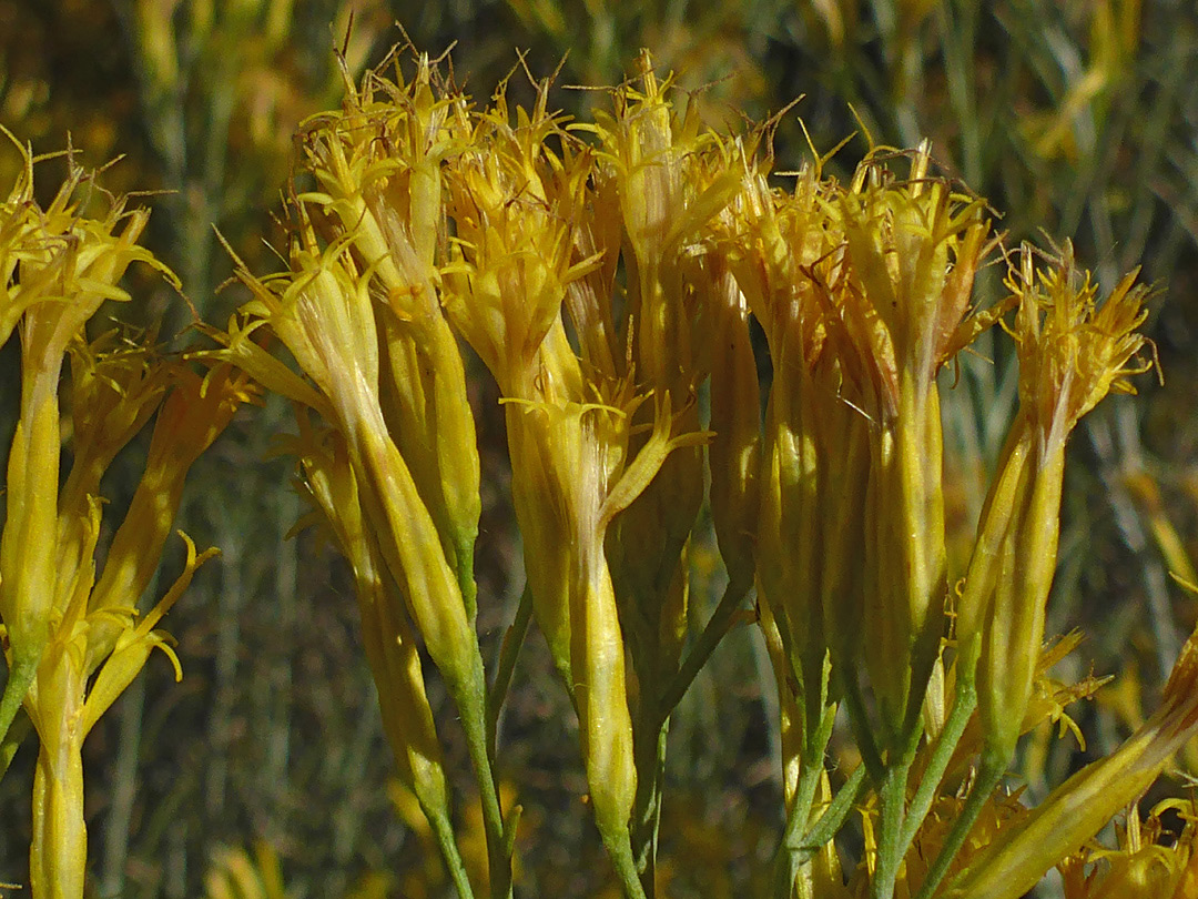 Yellow flowerheads