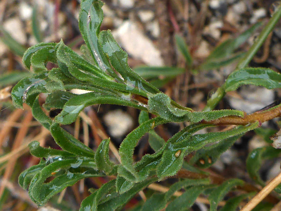 Wavy-edged leaves