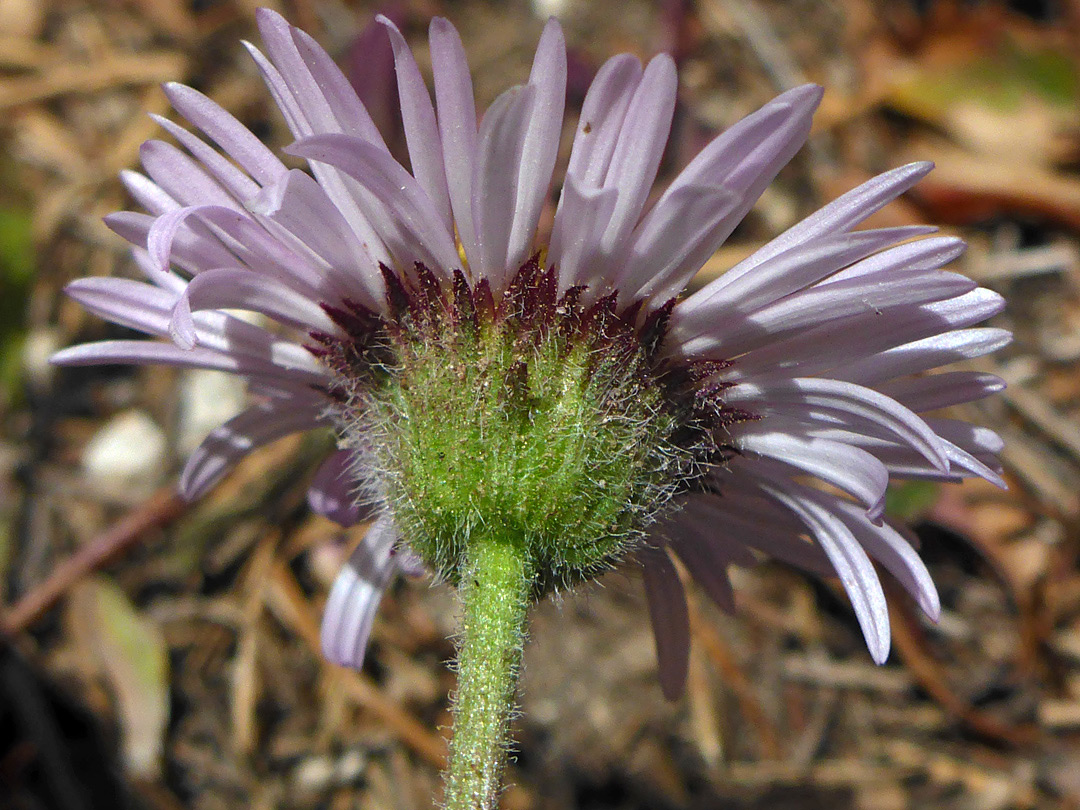 Hairy phyllaries