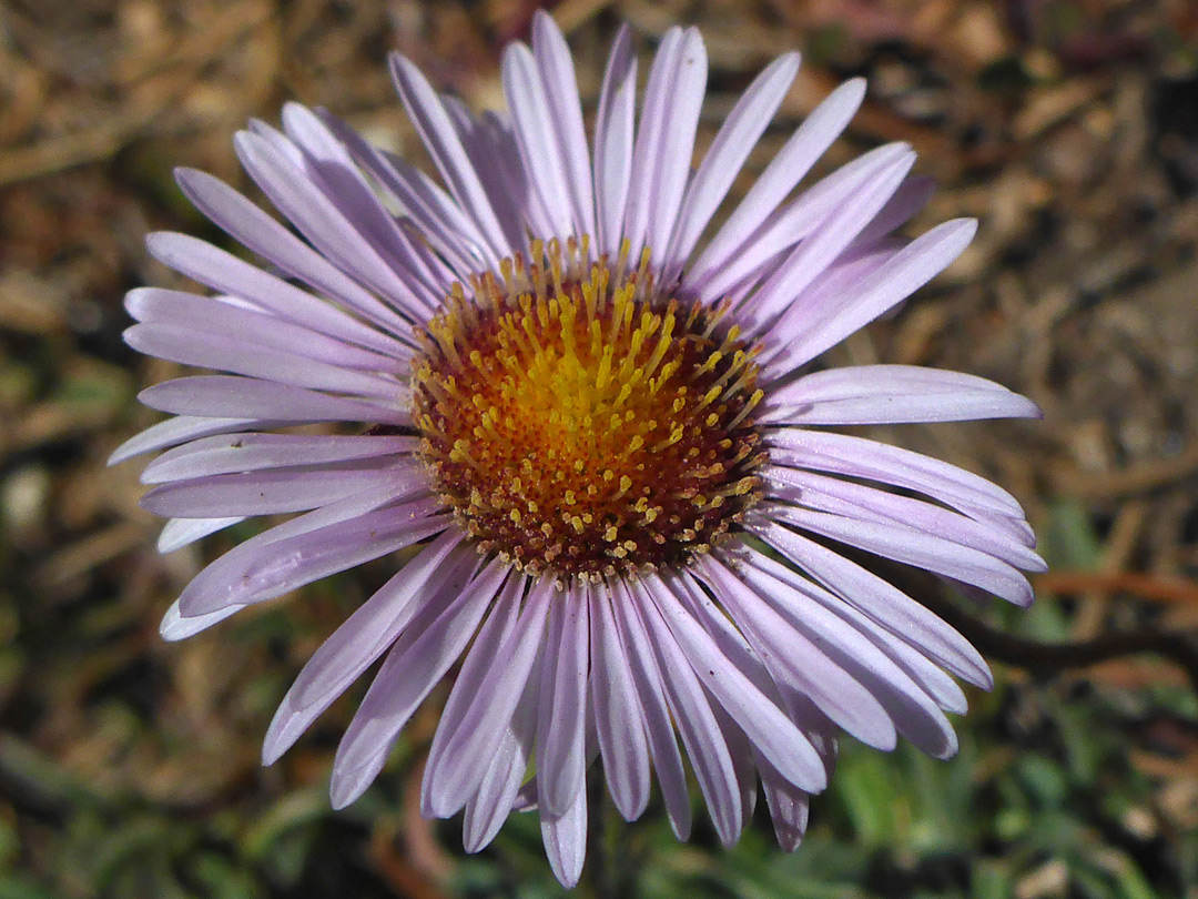 Brown and purple flowerhead