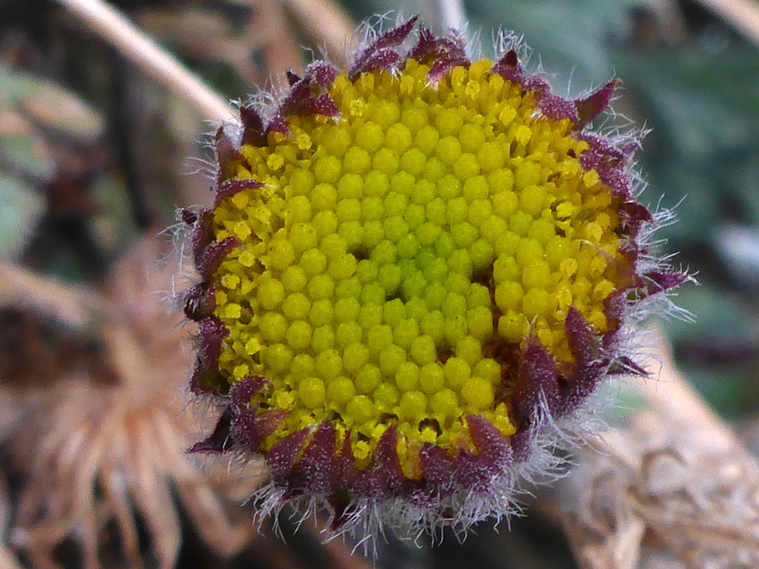 Discoid flowerhead