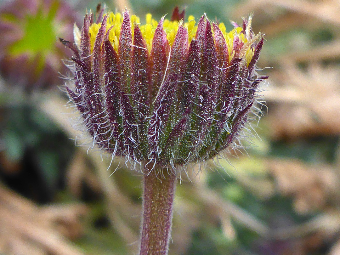 Purple phyllaries