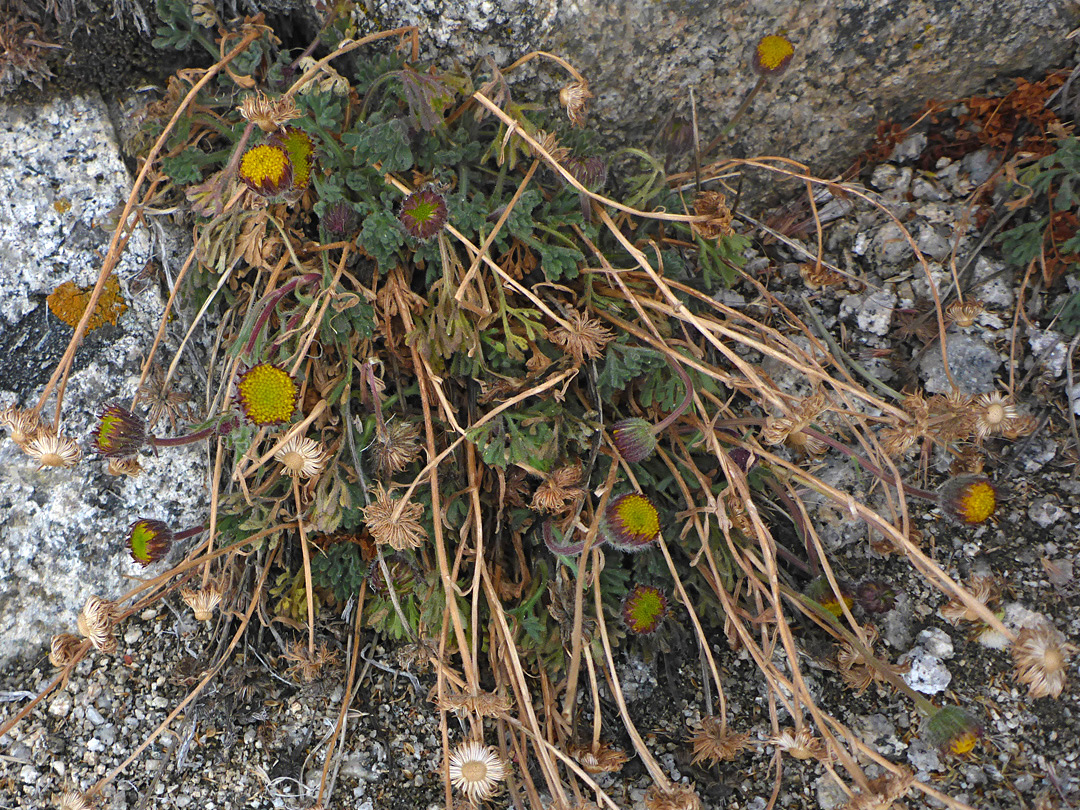 Plant in situ