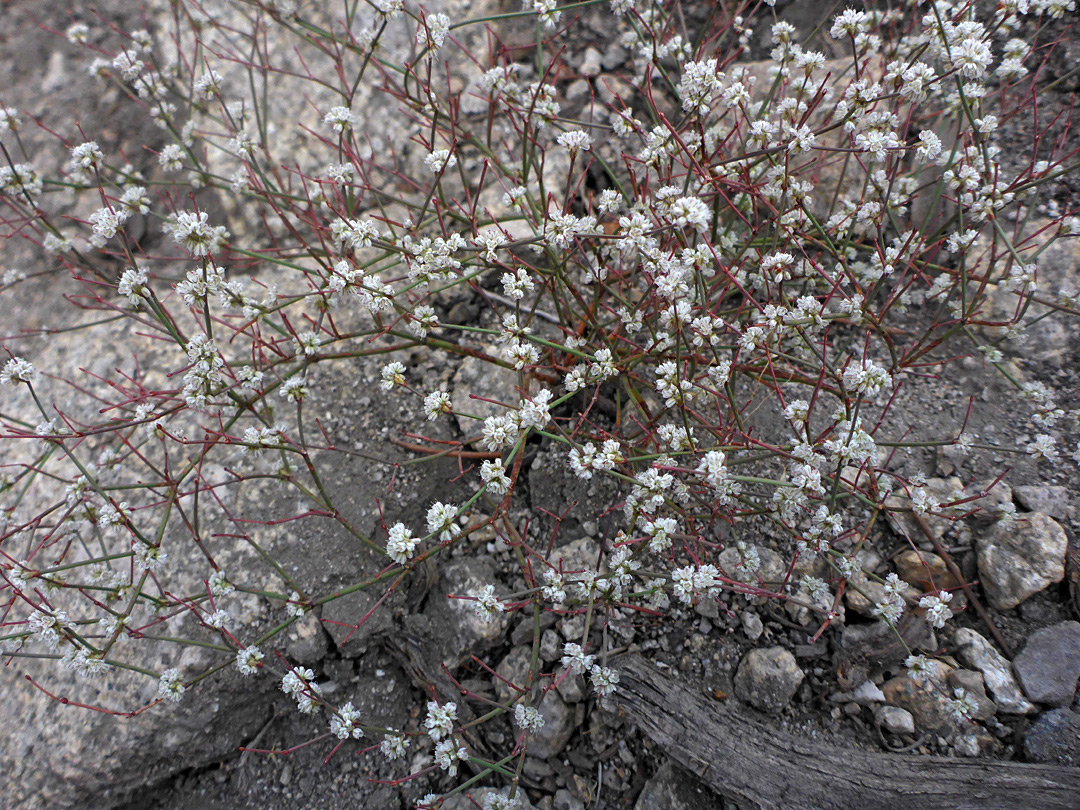 Plant in situ