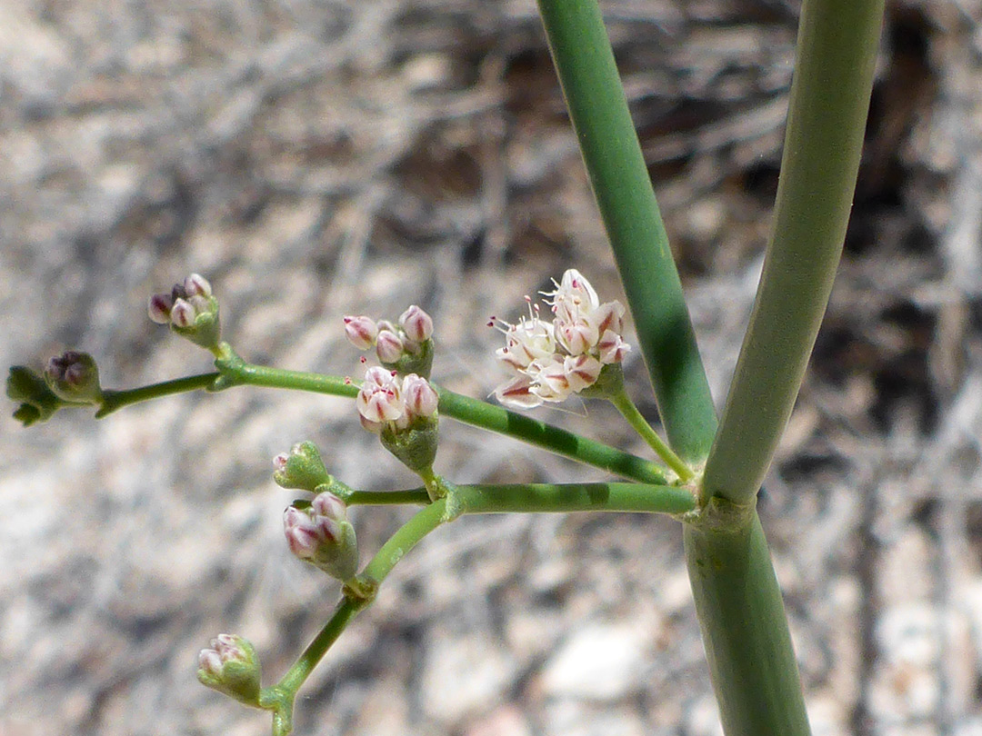 Inflorescence