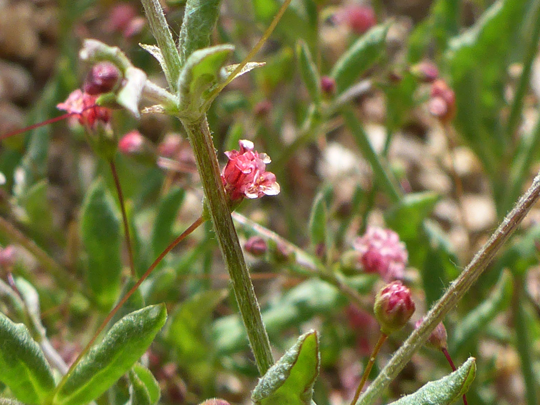 Stems and flowers