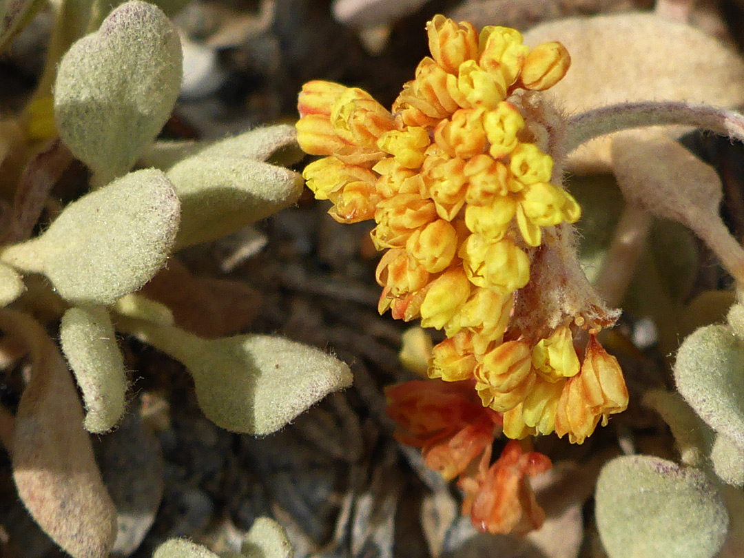 Leaves and flowers