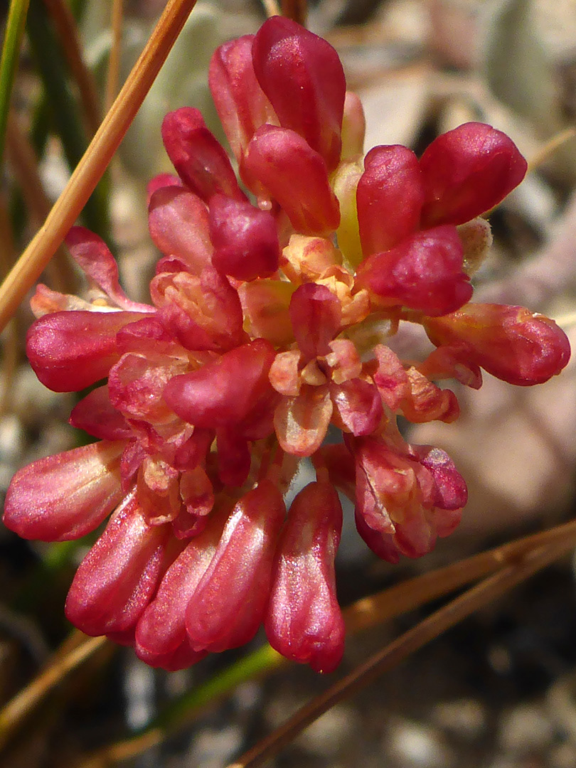 Red flowers