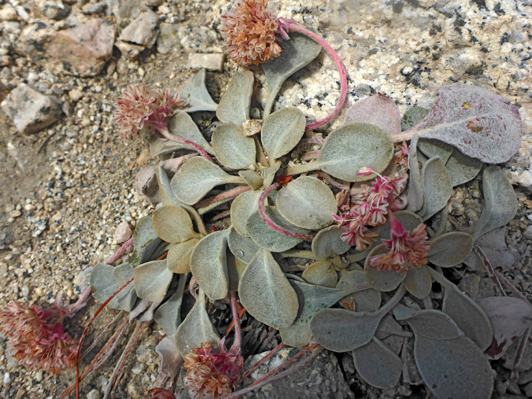 Plant in situ