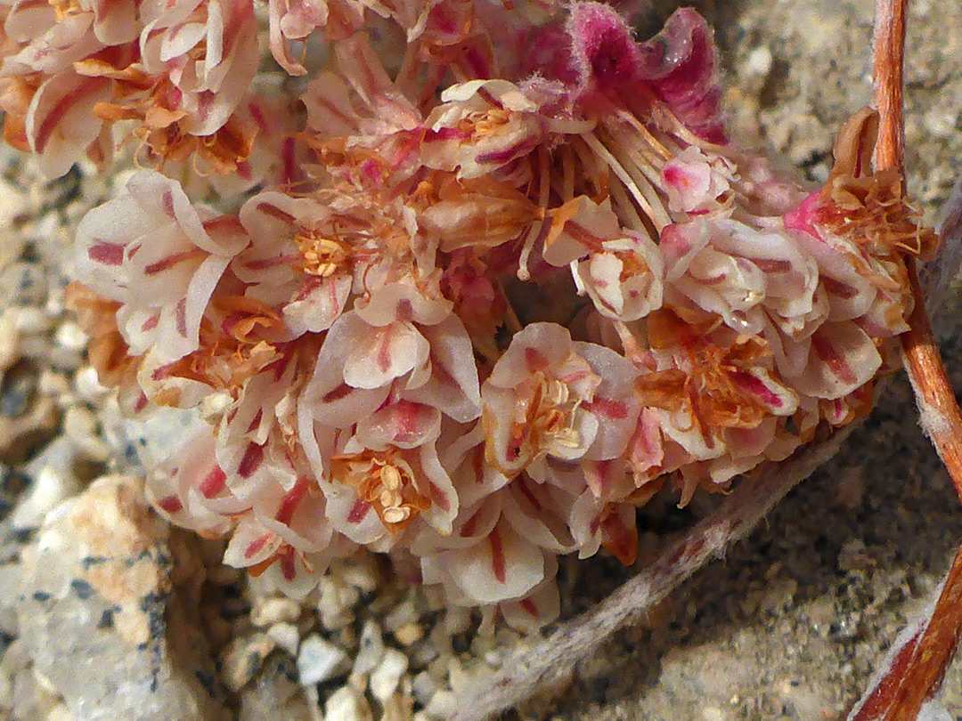 Pinkish flowers