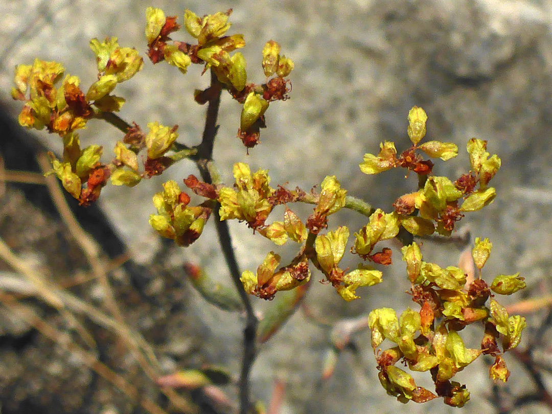 Yellow flowers