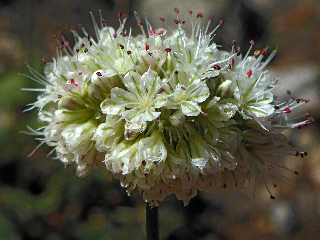 Greenish-white flowers