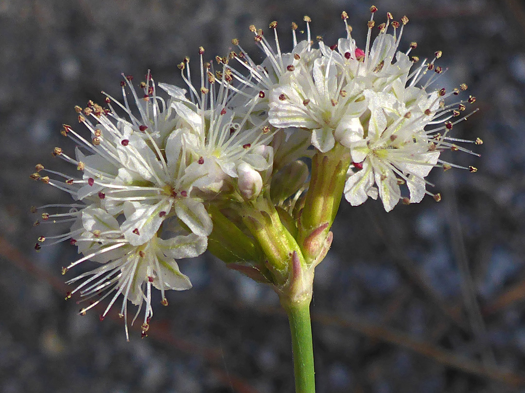 Clustered flowers