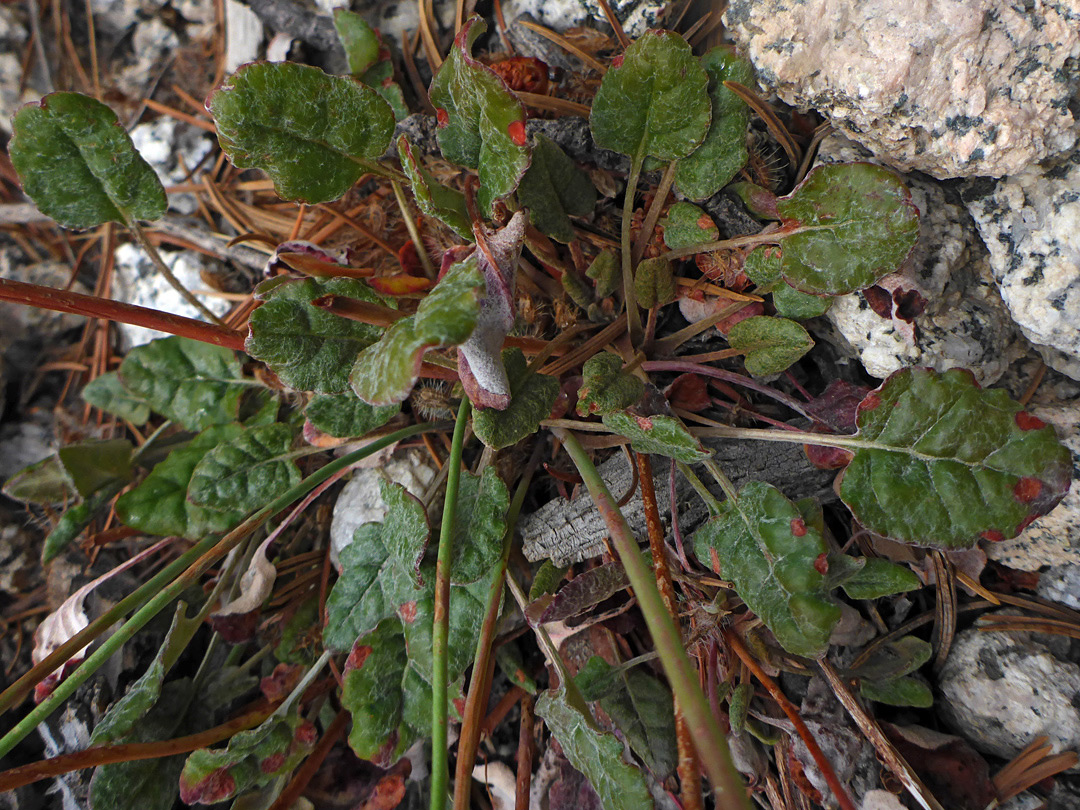 Green leaves