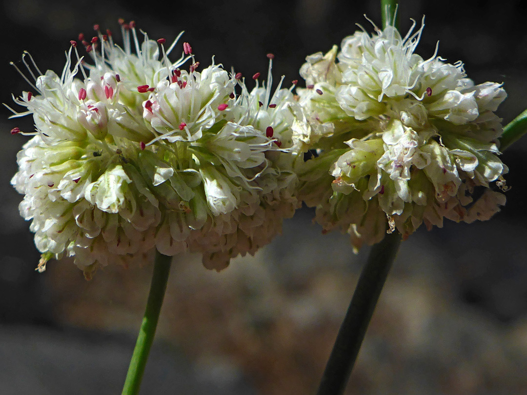 Two flowering stalks