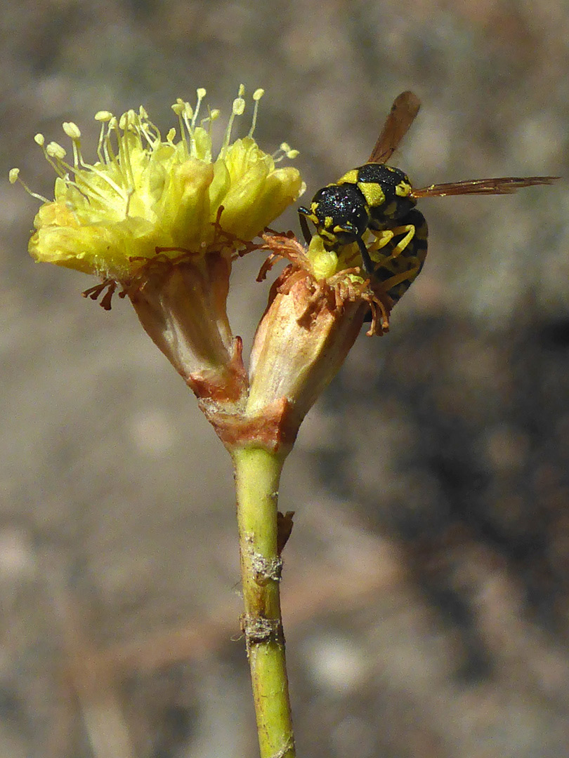 Yellowjacket