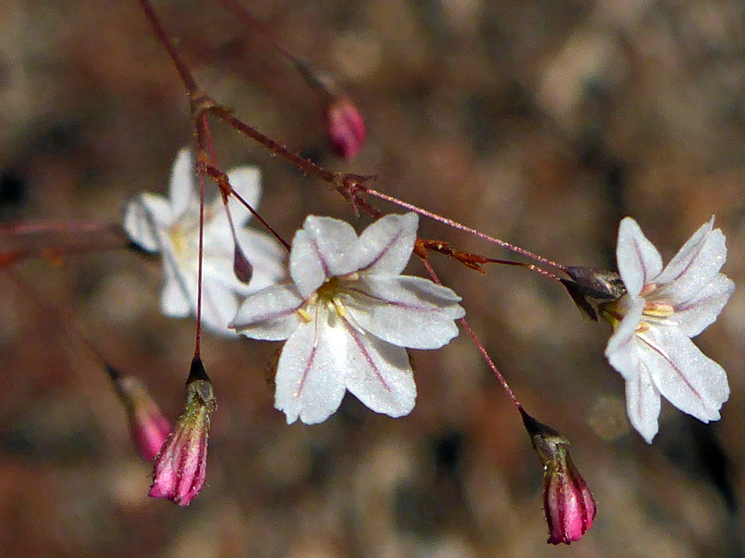 White flowers