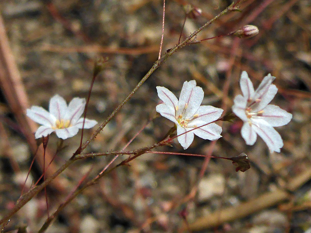 Inflorescence