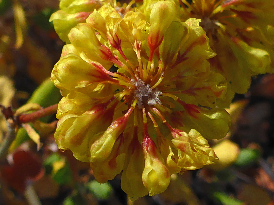 Red and yellow inflorescence