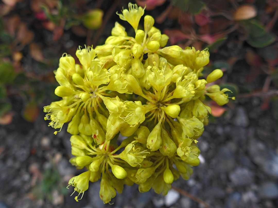 Flower cluster