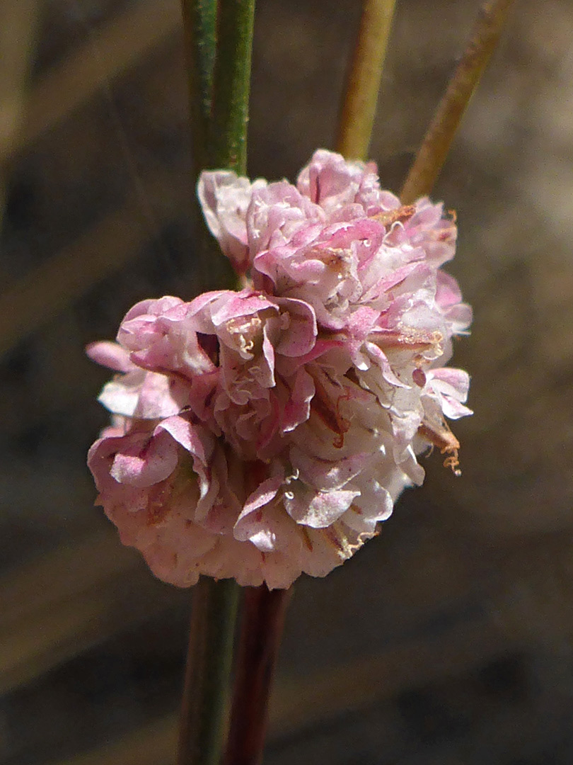 Pinkish flowers