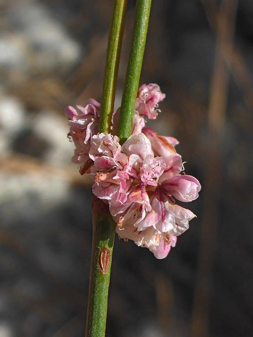 Flowers at a node