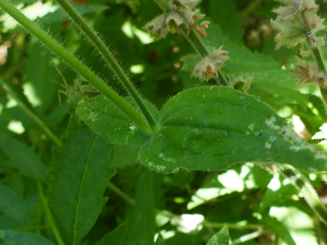 Opposite leaves