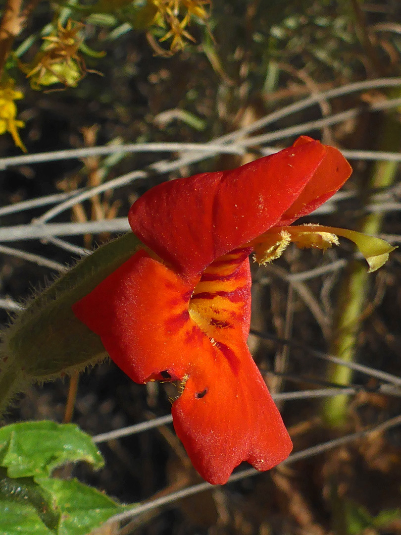 Red and orange flower