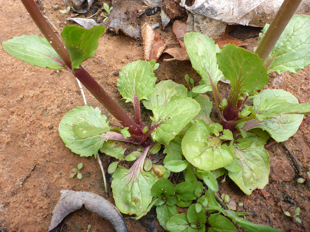 Basal leaves