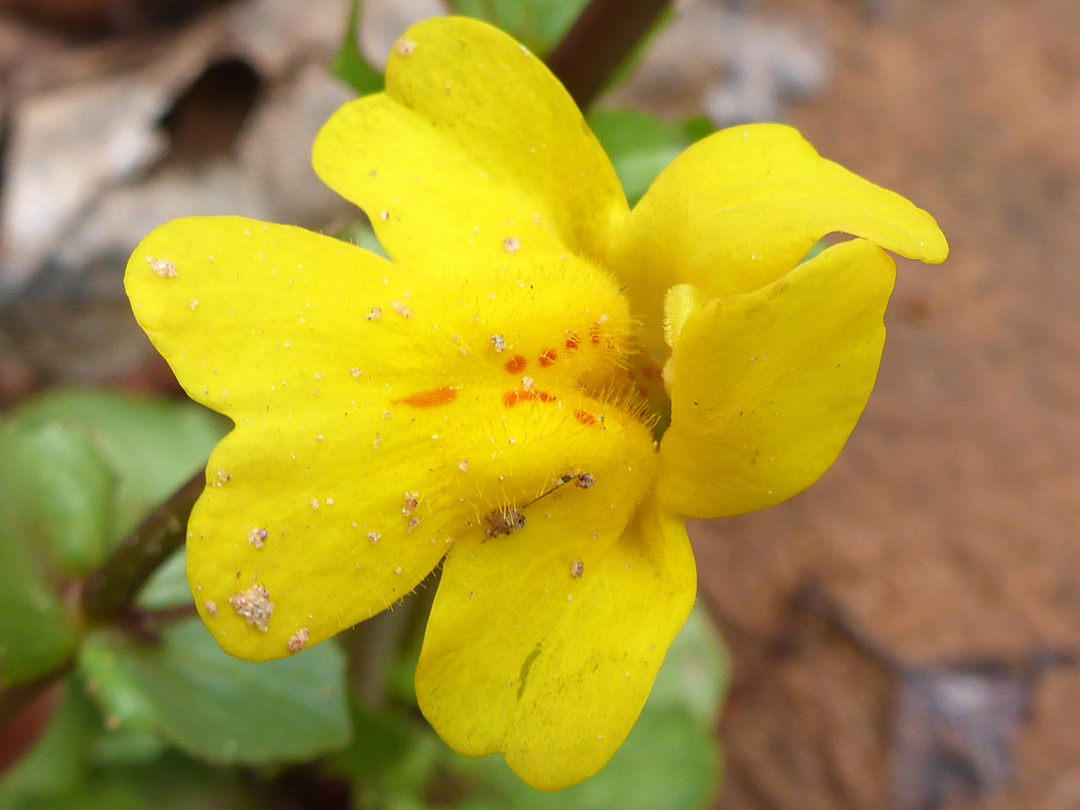 Red-spotted yellow flower