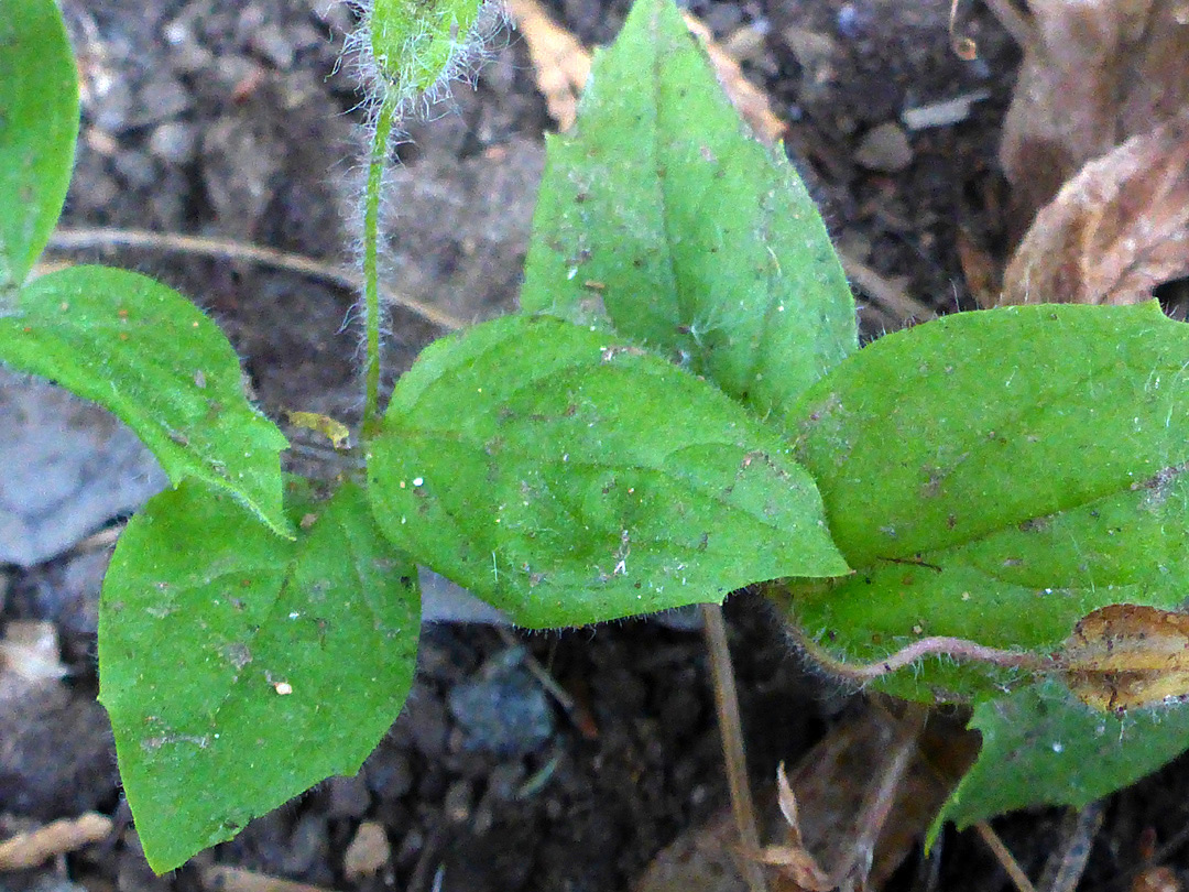 Ovate leaves