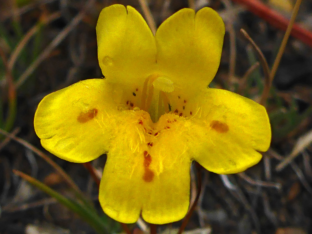 Red-dotted yellow flower