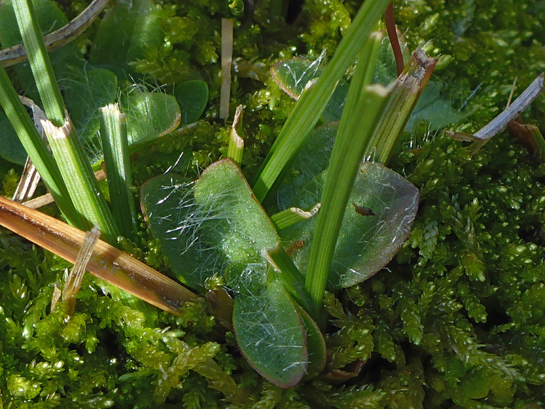 Hairy leaves