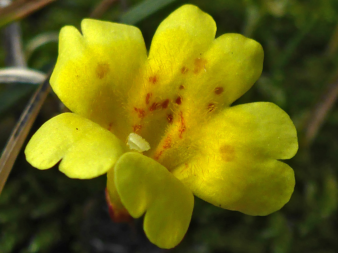 Notched corolla lobes