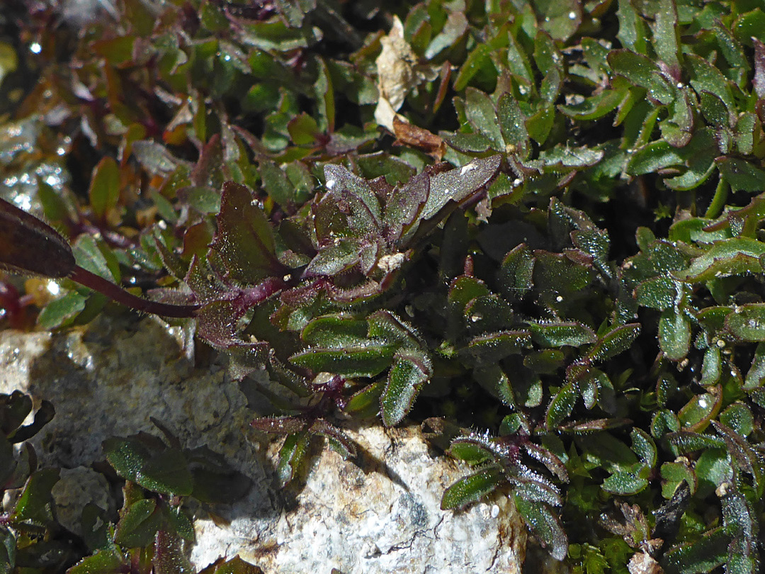 Dark green leaves