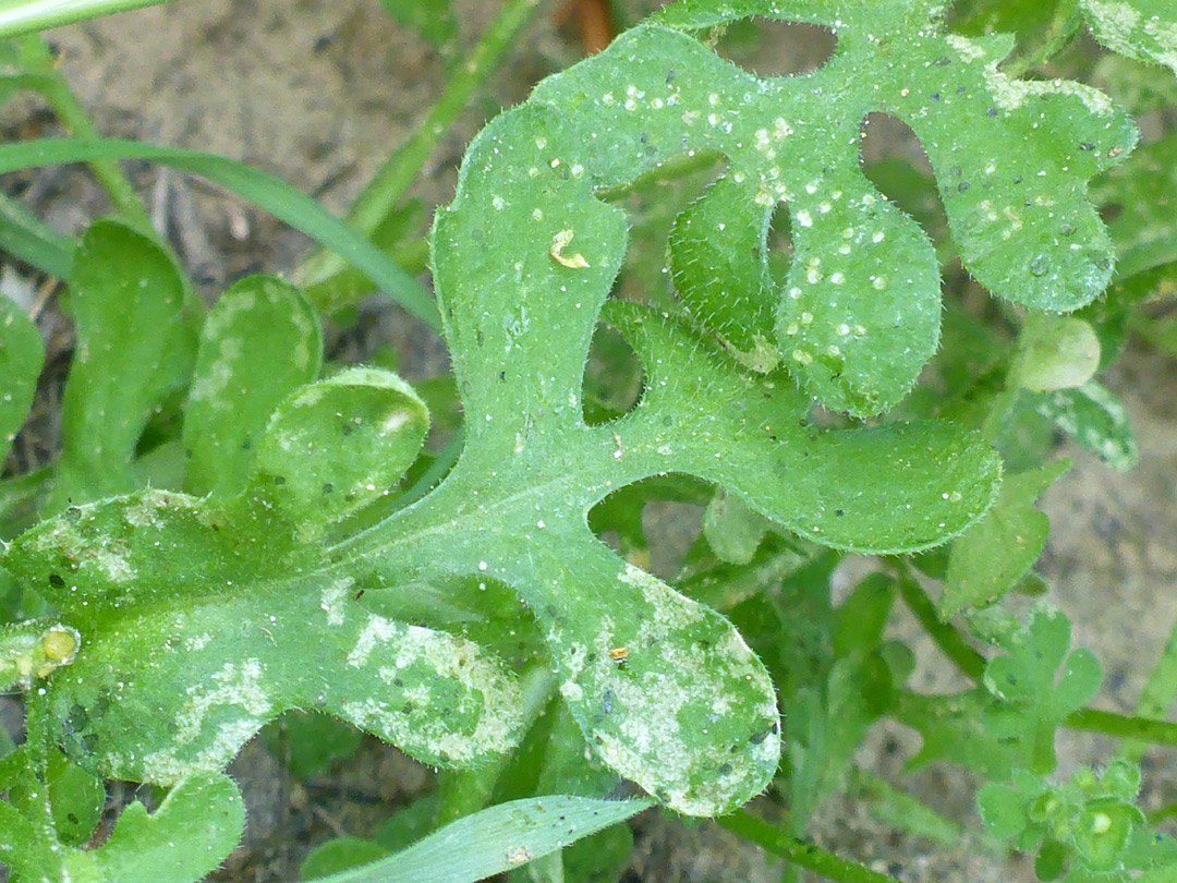 Lobed leaves