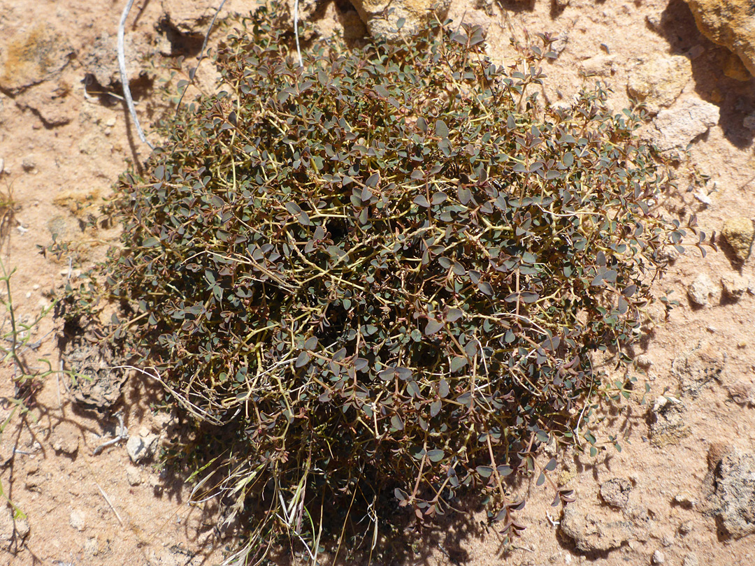 Clustered plant