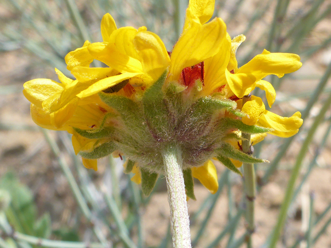 Phyllaries and florets