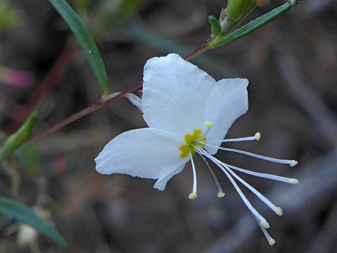 Exserted stamens