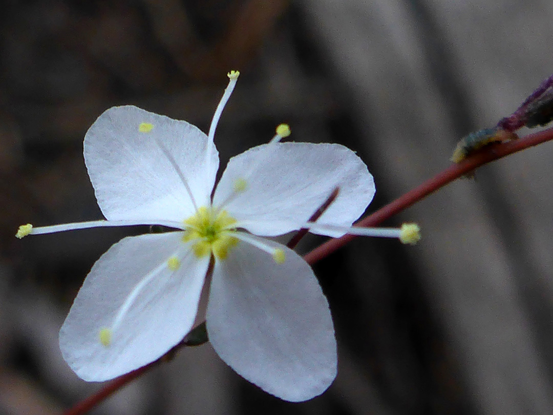 Four white petals