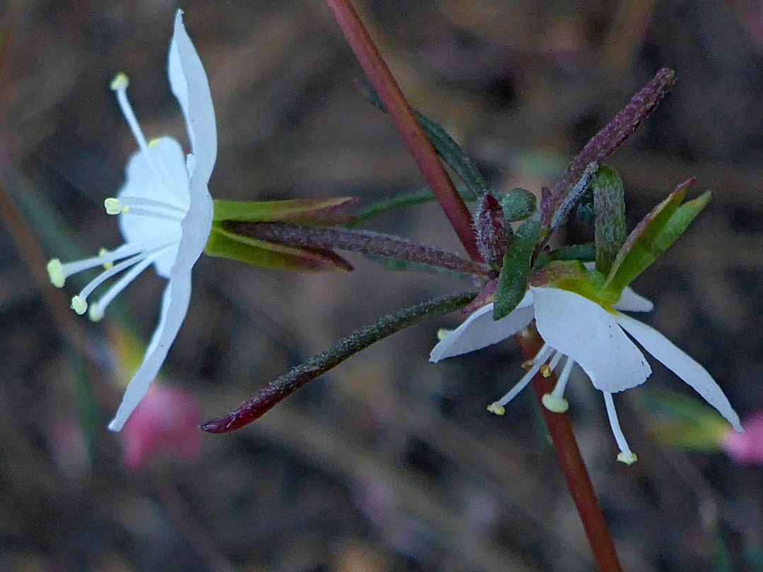 Two flowers