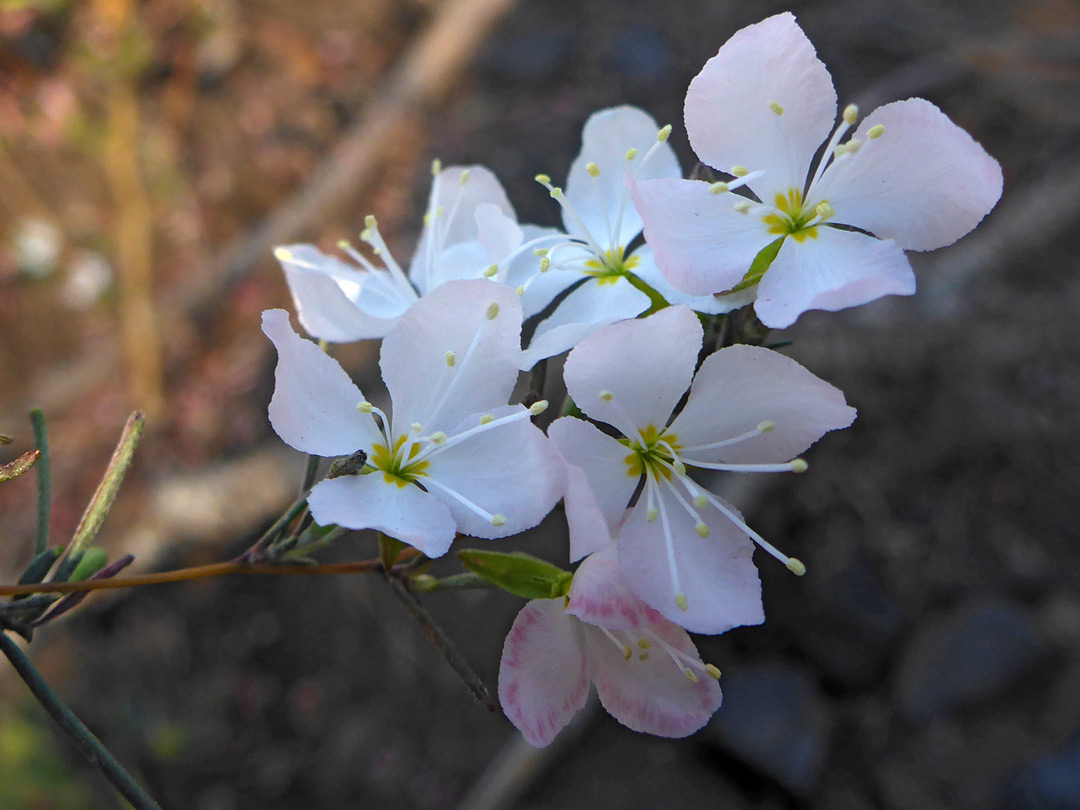 Flower cluster